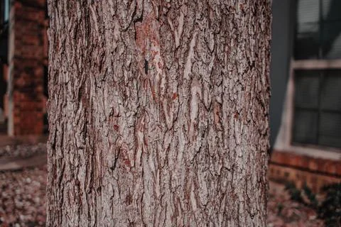 Tree bark red Foto stock