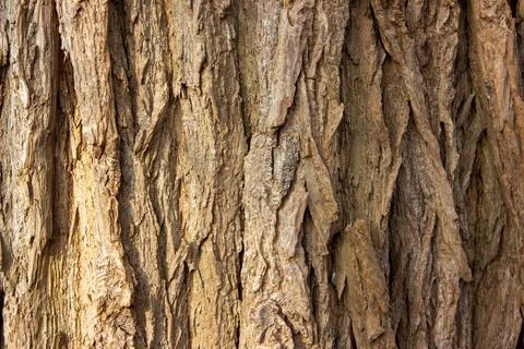 Tree bark of a regular european tree Stock Photos