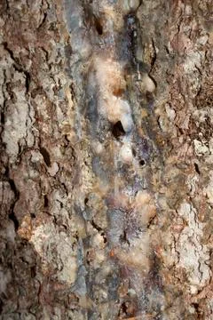 Tree bark with resin Stock Photos