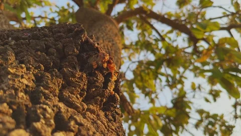 Tree Bark with Resin in Warm Sunlight Closeup Stock-Footage 333399295