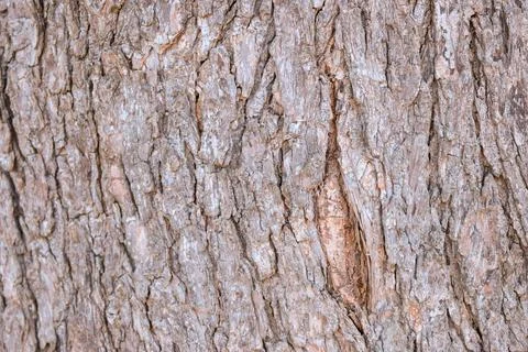 Tree Bark Rugged Texture Background Macro Stock Photography Image Stock Photos