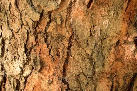 Tree Bark Rugged Texture Background Macro Stock Photography Image Stock Photos