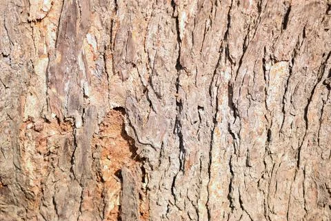Tree Bark Rugged Texture Background Macro Stock Photography Image Stock Photos