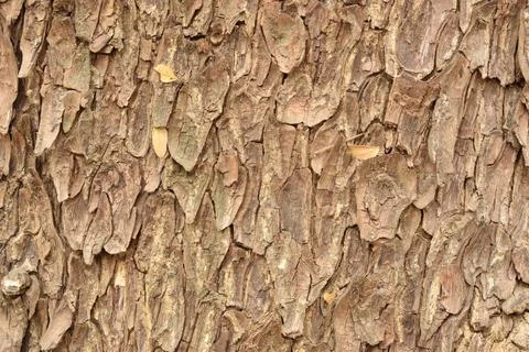 Tree Bark Rugged Texture Background Macro Stock Photography Image Foto stock