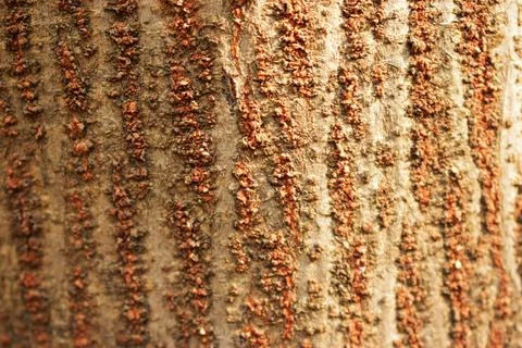 Tree Bark Rugged Texture Background Macro Stock Photography Image Stock Photos
