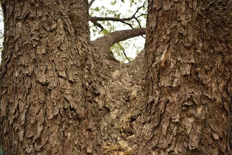 Tree Bark Rugged Texture Background Macro Stock Photography Image Stock Photos