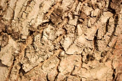 Tree Bark Rugged Texture Background Macro Stock Photography Image Stock Photos
