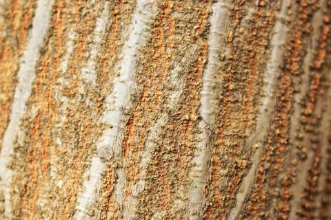 Tree Bark Rugged Texture Background Macro Stock Photography Image Stock Photos