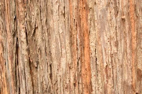 Tree Bark Rugged Texture Background Macro Stock Photography Image Stock Photos