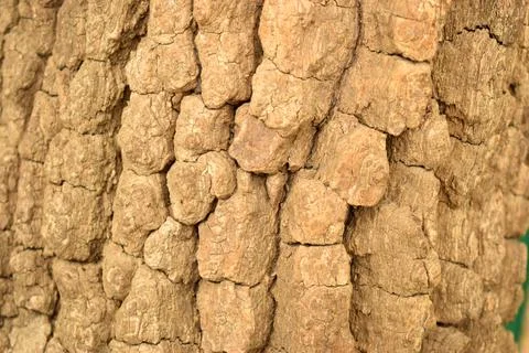 Tree Bark Rugged Texture Background Macro Stock Photography Image Stock Photos