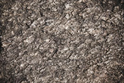 Tree bark rustic textured natural pattern abstract background, Closeup Stock Photos