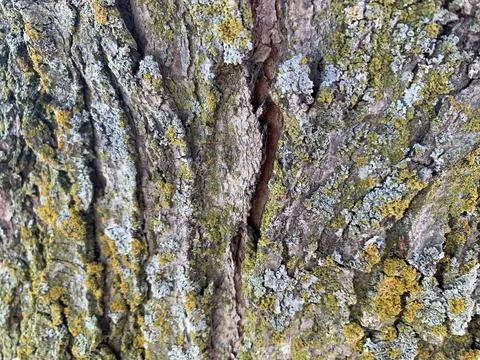 Tree bark sample and texture Stock Photos
