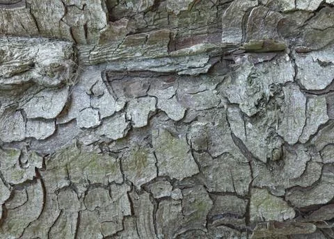 Tree bark scales making a intresting background Stock Photos
