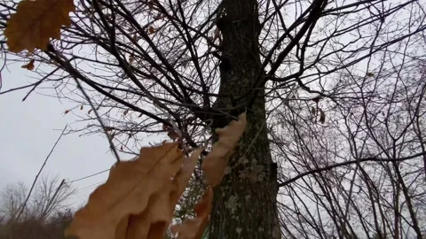 Tree bark scenery, Textured bark and autumnal rural landscape Stock Footage 319953089
