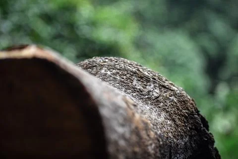 Tree bark with selective focus , Beautiful bookeh background. Foto stock