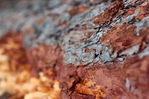 Tree bark selective focus close-up, Hrensko reserve, Czech Republic. autumn b Stock Photos