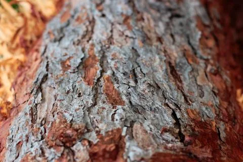 Tree bark selective focus close-up, Hrensko reserve, Czech Republic. autumn b Stock Photos
