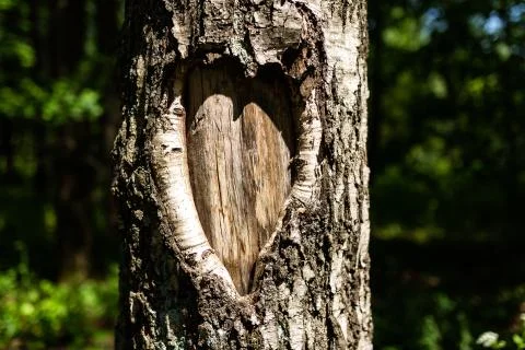 Tree bark in the shape of heart Stock Photos