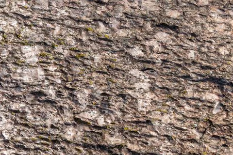 Tree bark showing rough textured surface on trunk outdoors Фото