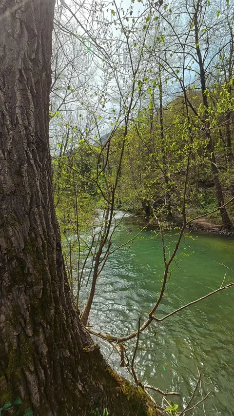 Tree bark shows rugged texture beside clear river. Balkan, Eastern Europe, POV Video stock 333634742