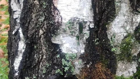 The tree bark of Silver Birch , Betula Pendula , close-up Vídeos de archivo 263420905