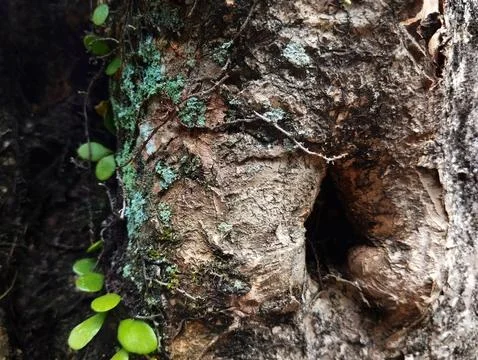 Tree bark skin texture Stock Photos