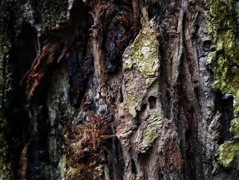 Tree bark skin texture Stock Photos