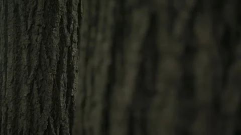 Tree bark slow motion close up Stock Footage 246259321