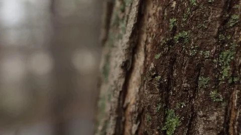 Tree Bark Slow Motion Stock Footage 73240551