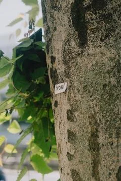 Tree bark with a small label Stock Photos
