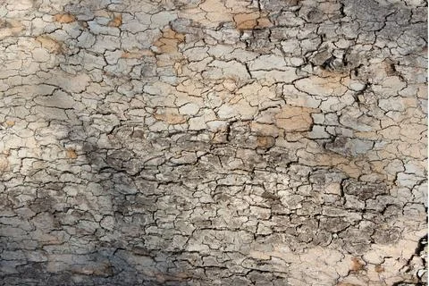 Tree bark small particles texture horizontal trexture backdrop.Tree bark texture Stock-Fotos