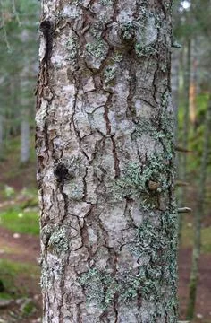 Tree bark with small plants Stock Photos