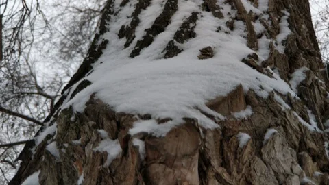 Tree bark in the snow Stock Footage 129521585