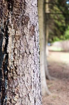 Tree bark in spring forest close-up. Stock Photos