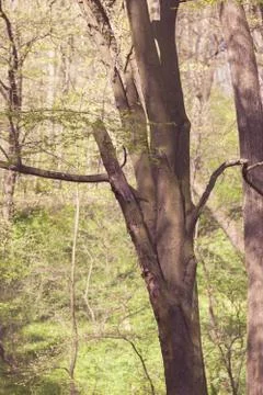 Tree bark in spring Foto stock