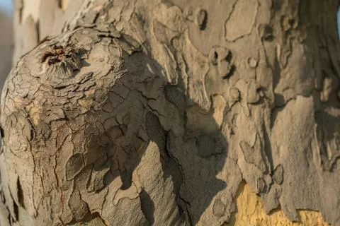 Tree bark spring texture rough, spotted, gray brown Stock Photos