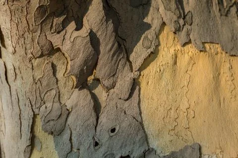 Tree bark spring texture rough, spotted, gray brown Foto stock