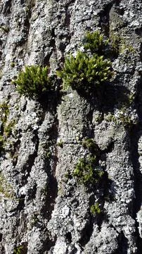 Tree bark with sprouted moss. Tree bark with green moss Foto stock