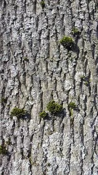 Tree bark with sprouted moss. Tree bark with green moss Foto stock