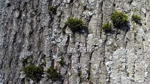 Tree bark with sprouted moss. Tree bark with green moss Foto stock