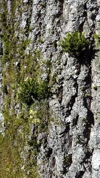 Tree bark with sprouted moss. Tree bark with green moss Stock Photos