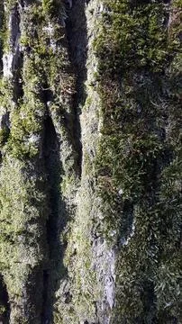 Tree bark with sprouted moss. Tree bark with green moss Stock Photos