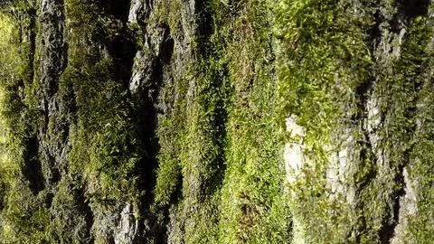 Tree bark with sprouted moss. Tree bark with green moss Stock Photos