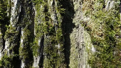 Tree bark with sprouted moss. Tree bark with green moss Stock Photos