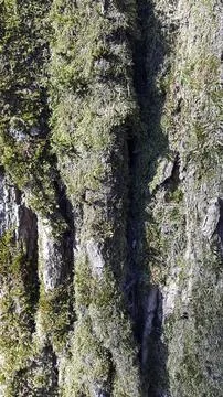 Tree bark with sprouted moss. Tree bark with green moss Foto stock