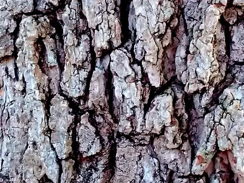 Tree bark with stone appearance Stock Photos