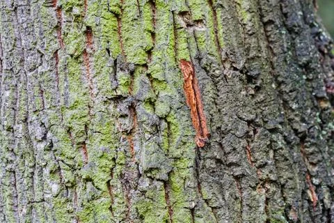 Tree bark structure Foto stock