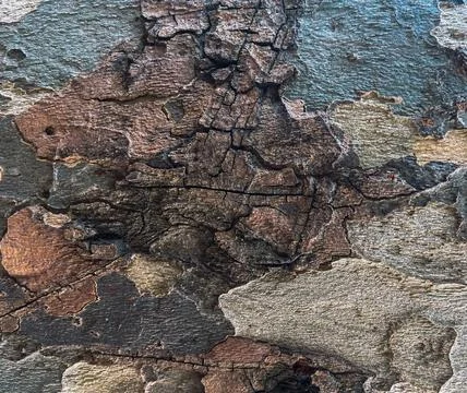 Tree bark, structure Fotos Stock