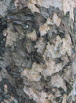 Tree bark, structure Fotos Stock