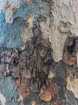 Tree bark, structure Stock Photos